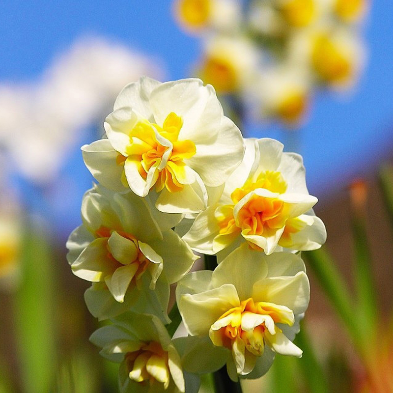 理想中的家# 复瓣水仙花种球 花友养护日记