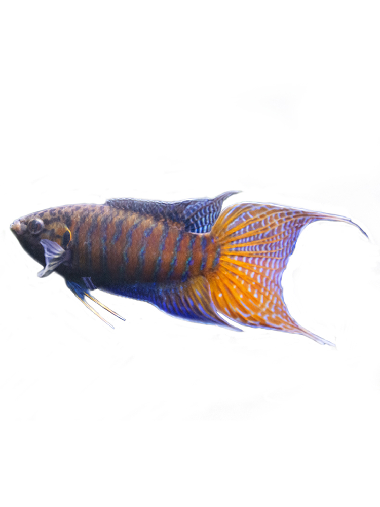 中国斗鱼活体野生普叉淡水冷水观赏活鱼旁皮婆原生耐养花手巾好养