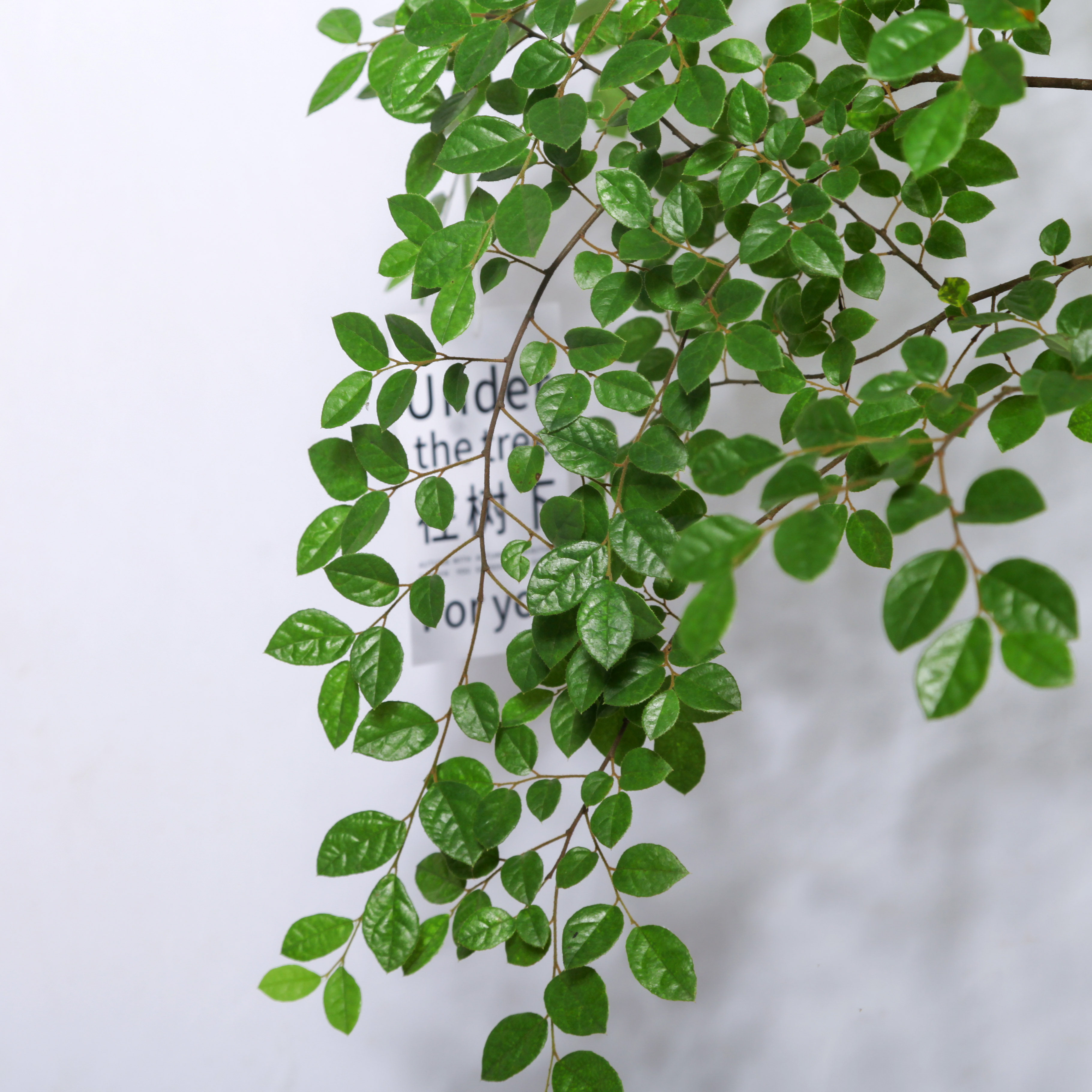 art檵木枝鲜切绿植水养水培植物超长周期日本绿植