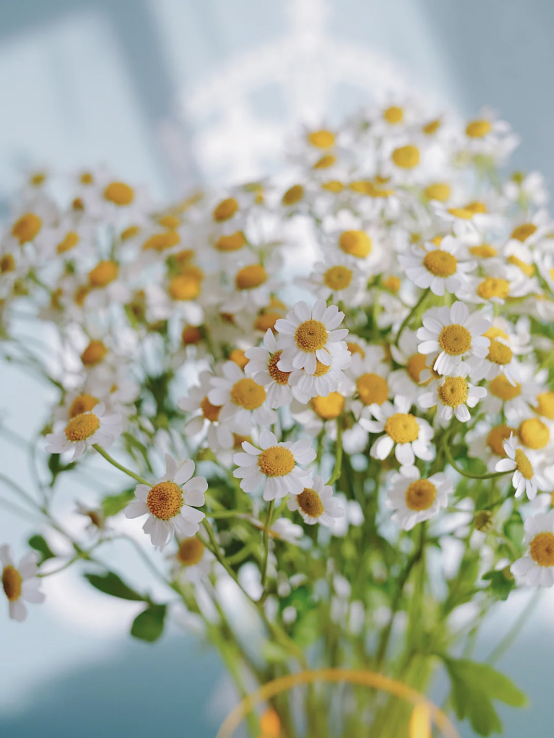 art甘菊抖音网红文艺鲜切花卉日本进口小雏菊花卉