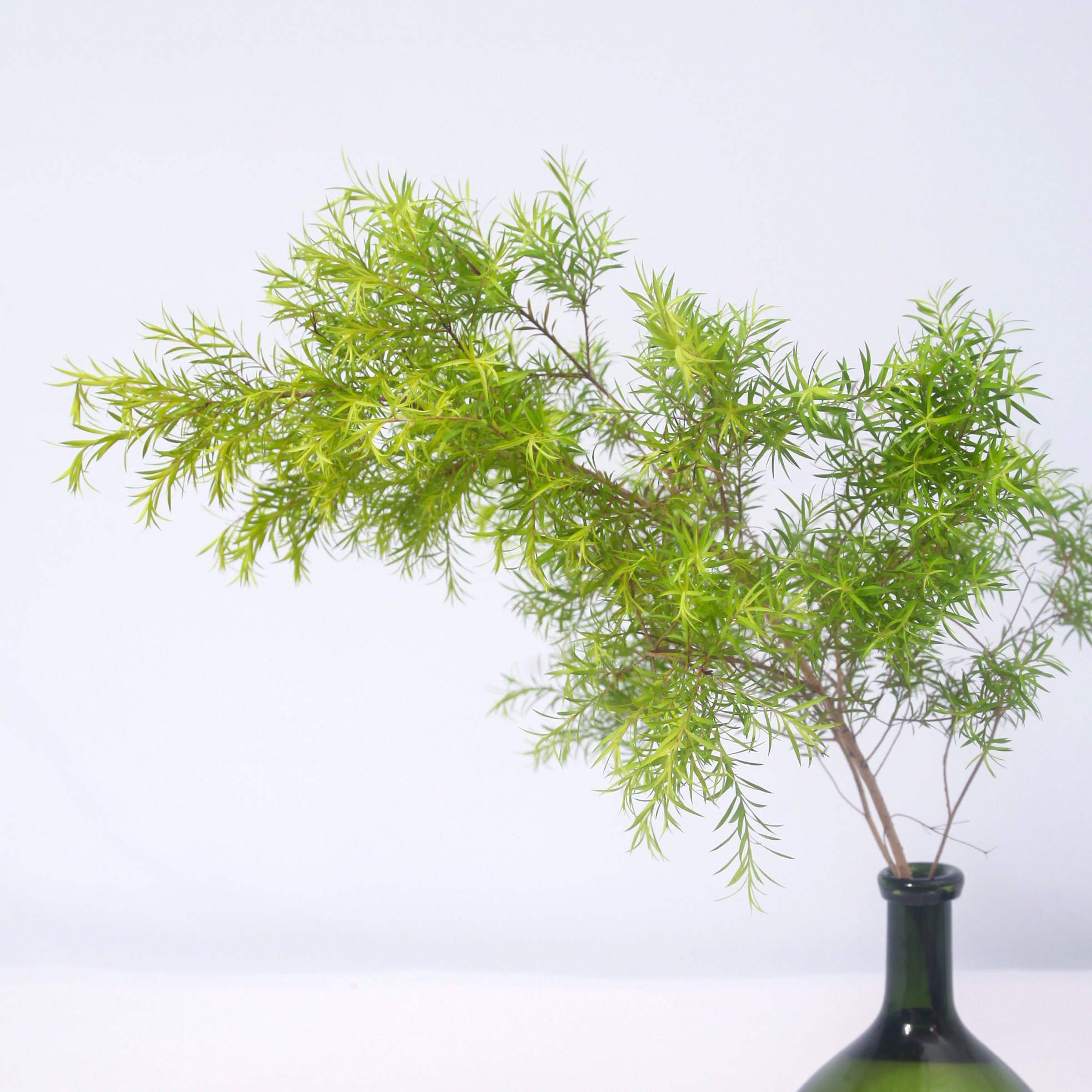 水养鲜切天竹南天绿植办公桌室内鲜花art植物绿植