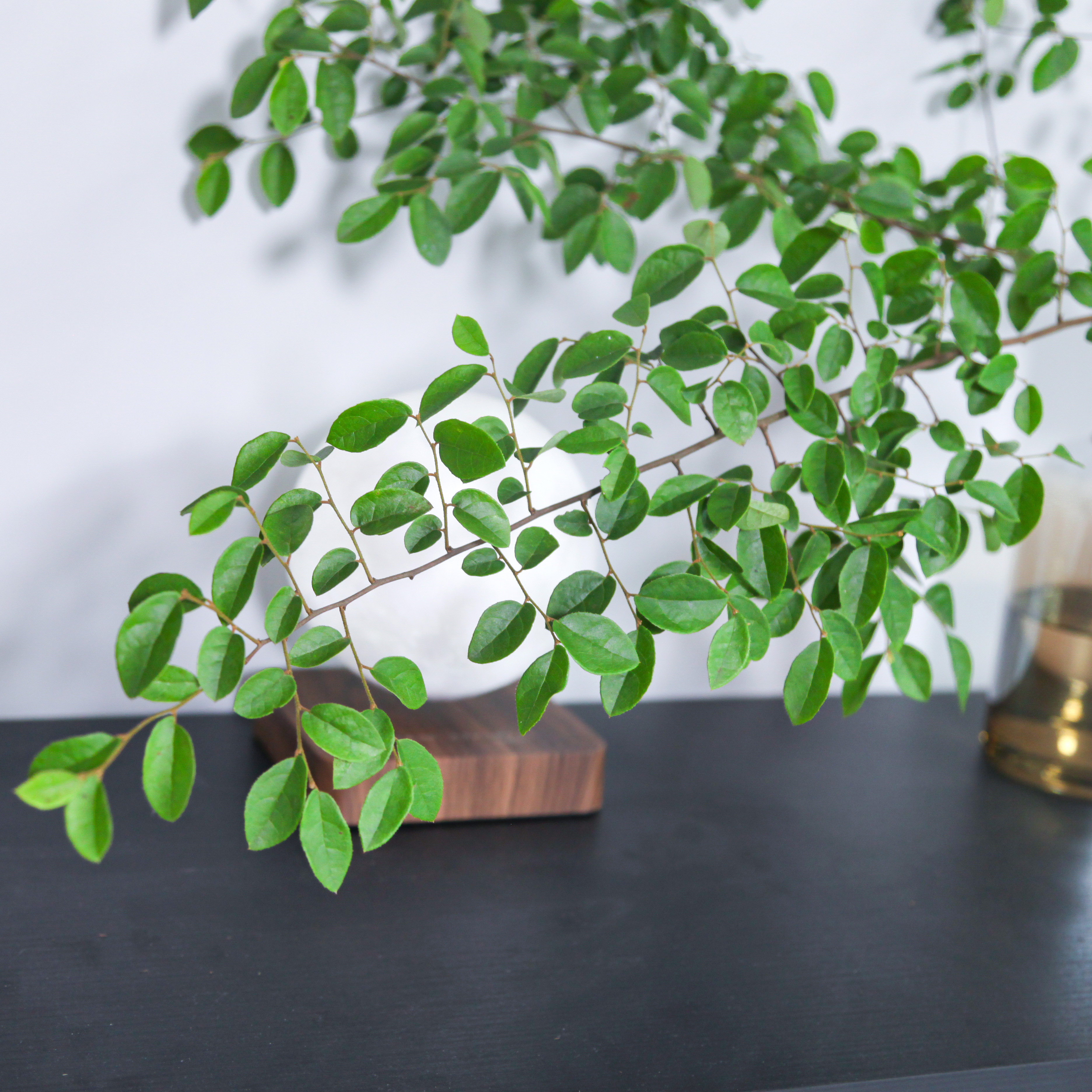 art檵木枝鲜切绿植水养水培植物超长周期日本绿植