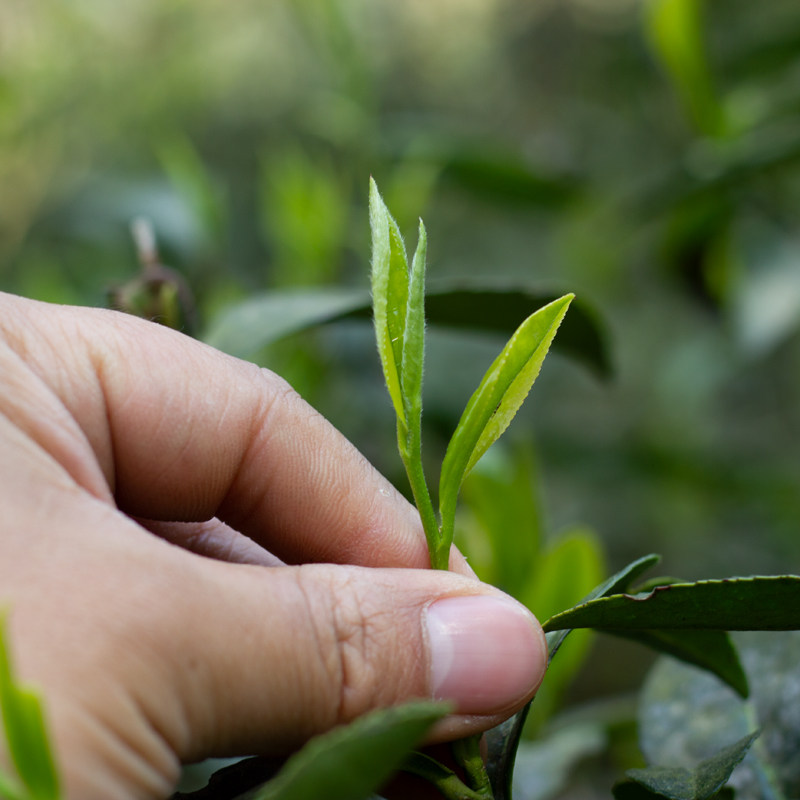 绿茶南川云雾茶叶油茶自采农家高山庆元本地其它绿茶