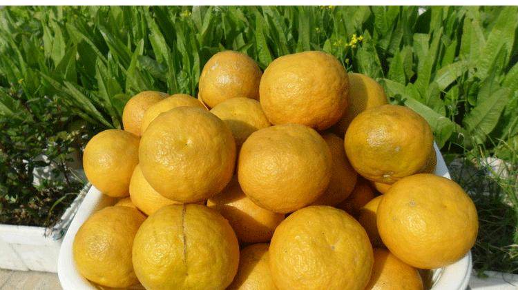 湖南农家野生臭皮狗屎新鲜当季酸橙孕妇水果桔子