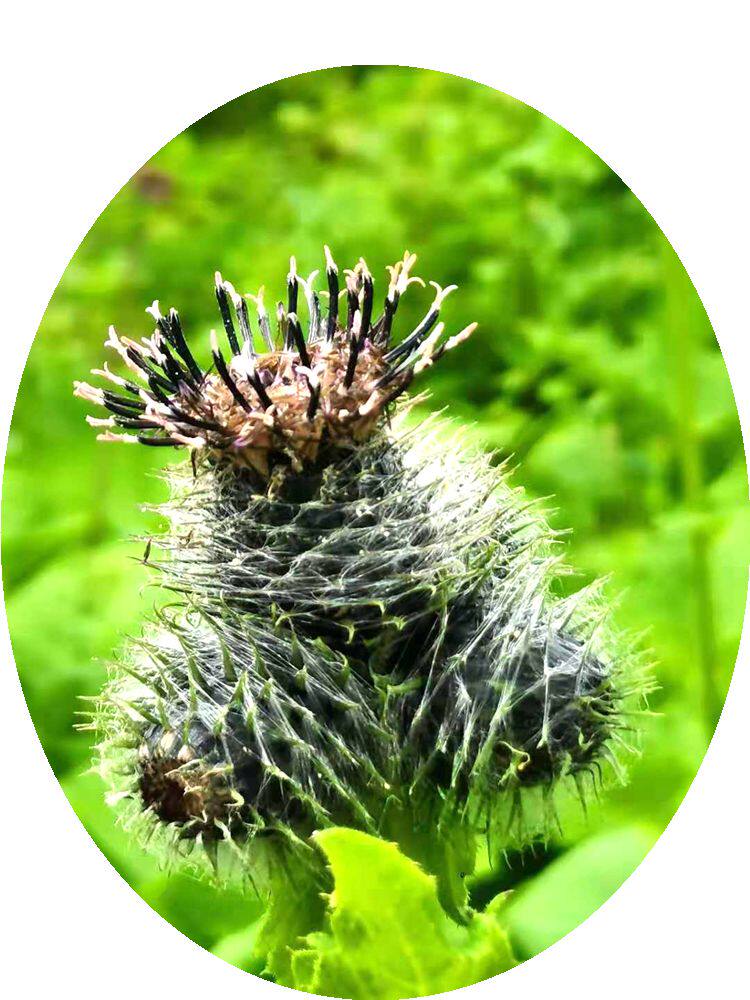 云广木香观赏药用绿植植物南北方庭院窗台台地绿植