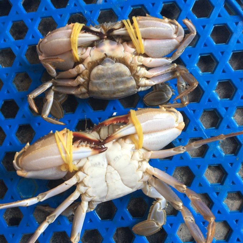 鲜活海鲜活石大花盖蟹免邮石闸蟹石头500g一斤青蟹