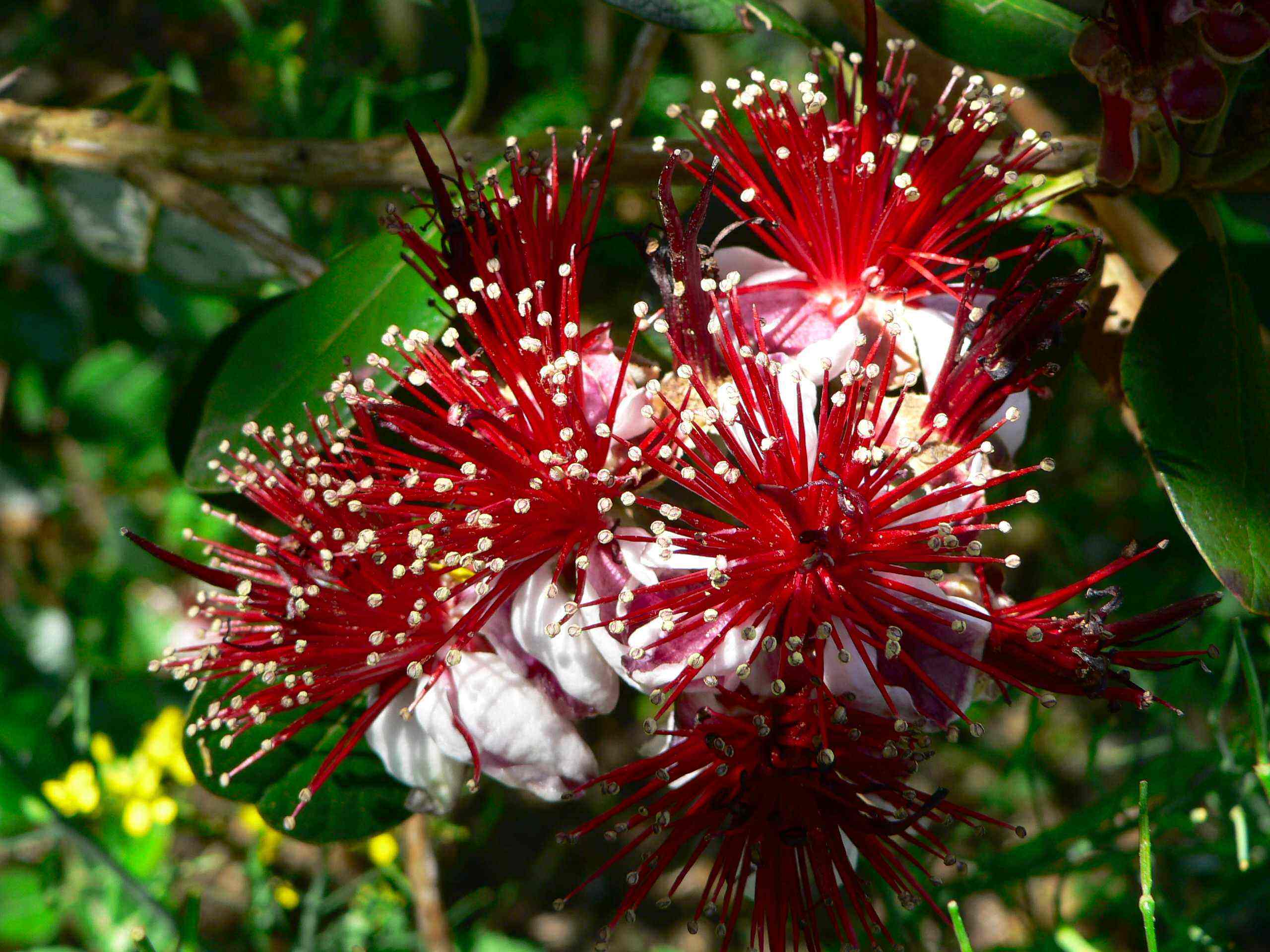 北京庭院种植易种植观赏植物阳台花香花园香花香叶时令草本花卉