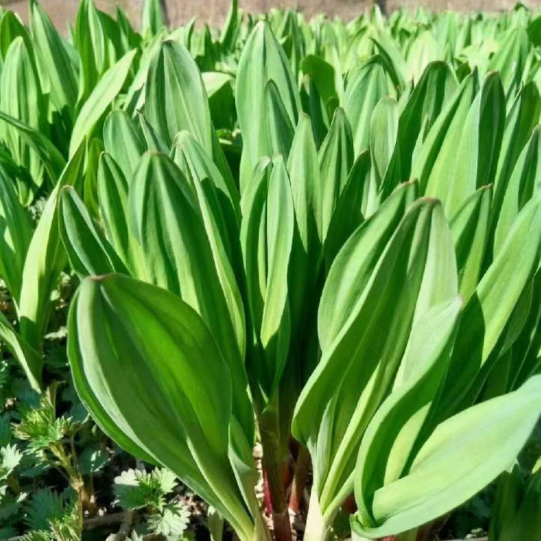 茗荑菜 玉簪叶韭根苗 春夏秋反复采摘叶似韭菜割而