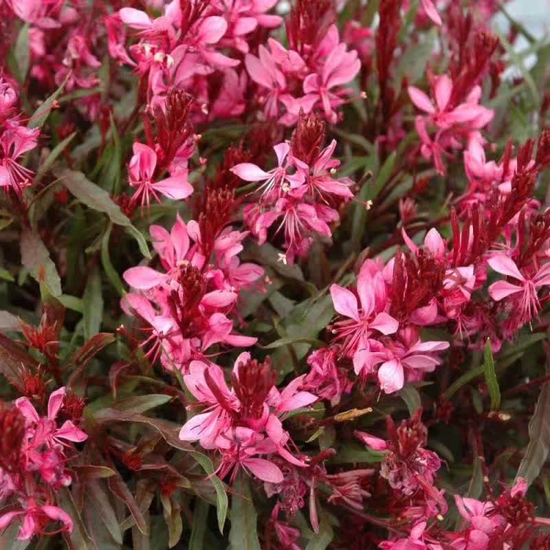 紫叶千桃桃花红叶千鸟春季叶色紫红色夏至粉红色时令草本花卉