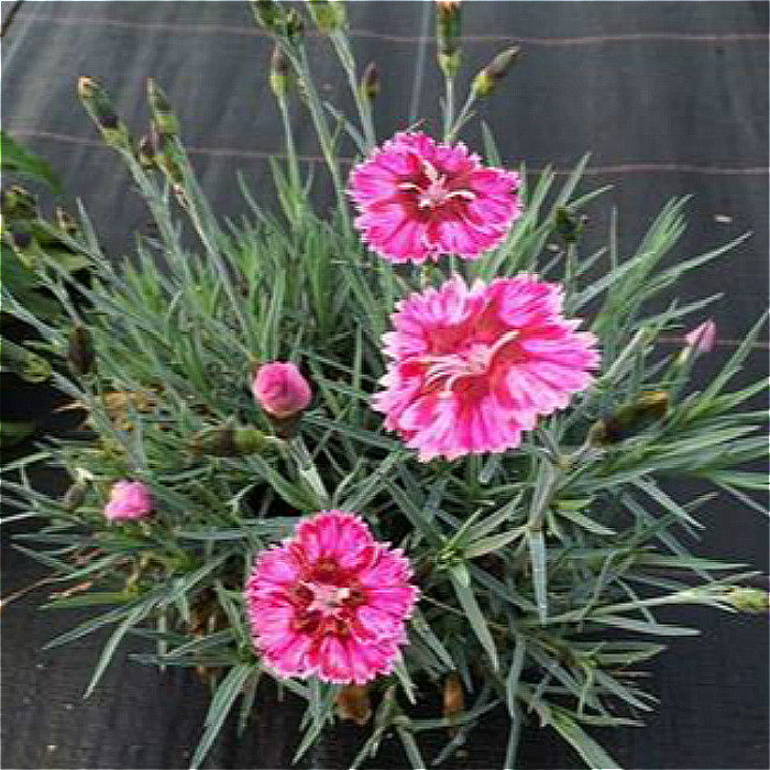 虹美赏花盆栽观多年生石竹绿蔓常绿蔓秋季园艺庭院时令草本花卉