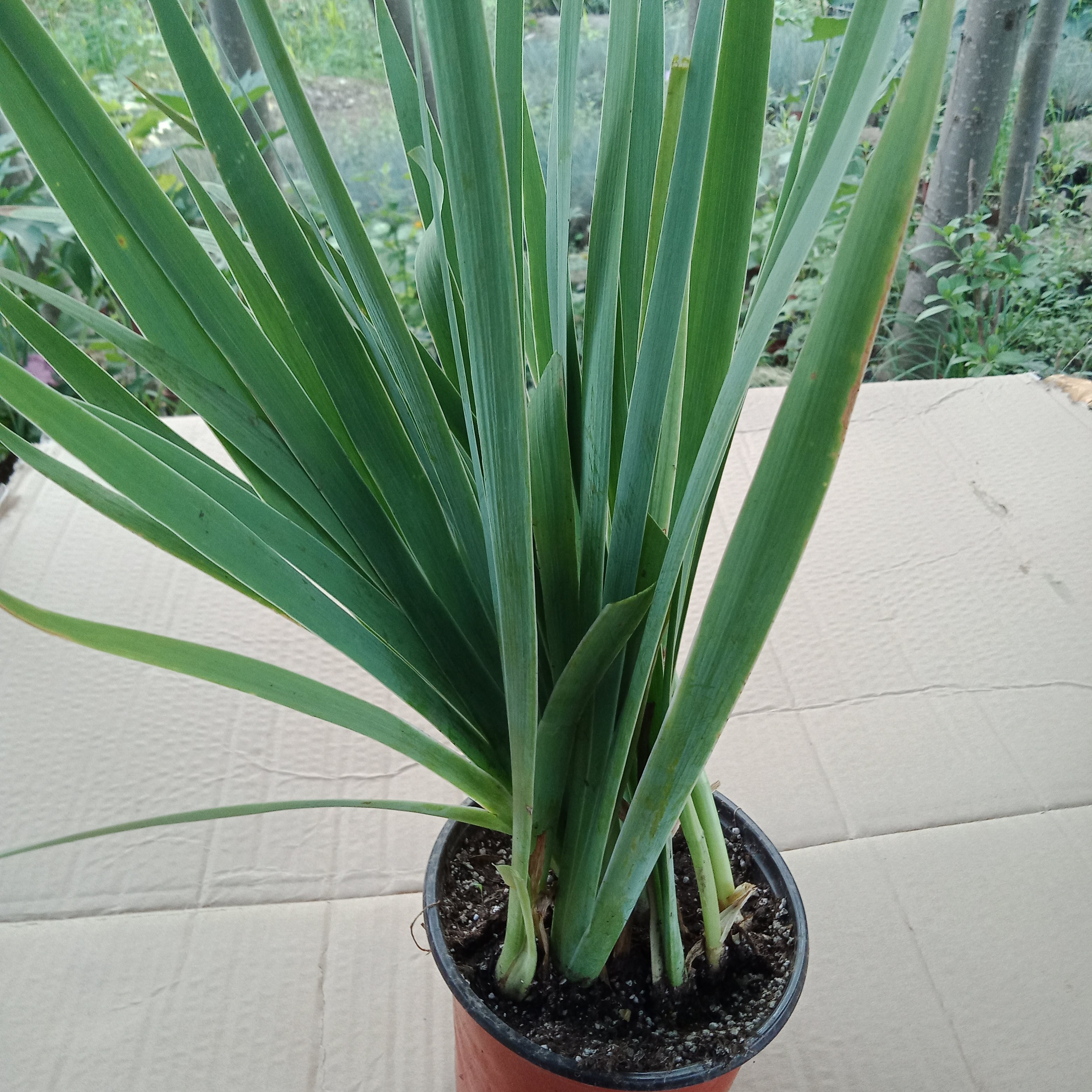 北京花园园艺金娃娃鸢尾盆栽植物花色鲜艳庭院时令草本花卉