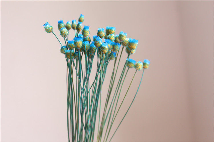 快乐花 巴西天然艺术迷你花束 花材永生花仿真花拍照道具