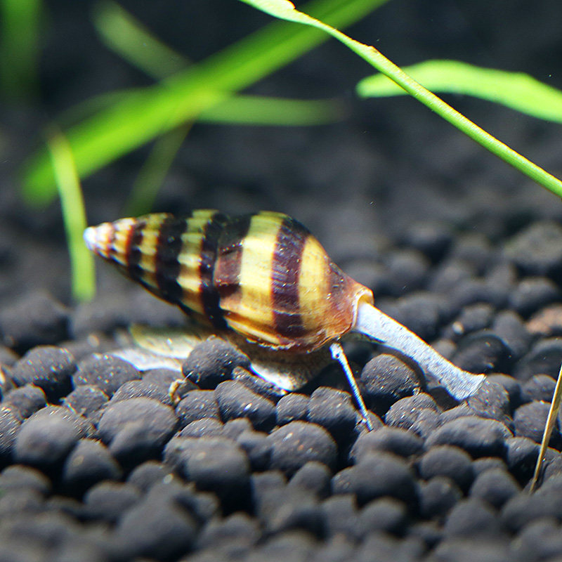 宝塔水族箱鱼缸宠物大黄蜂螺杀手水草清洁清洁工螺