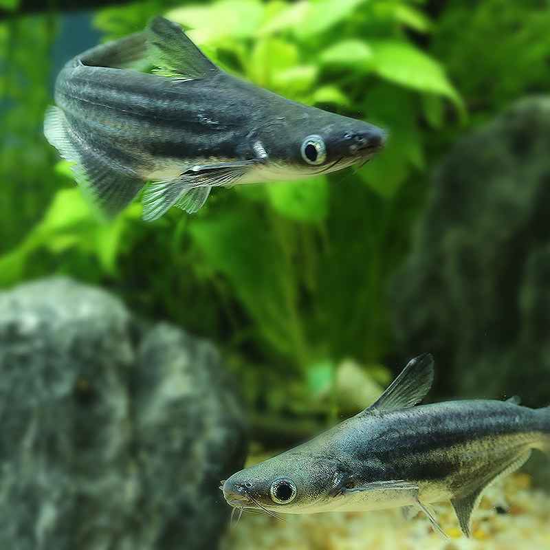 虎鲨蓝鲨鱼成吉思汗鲨鱼大白鲨凶猛鱼白化鲨淡水热带鱼观赏鱼活体