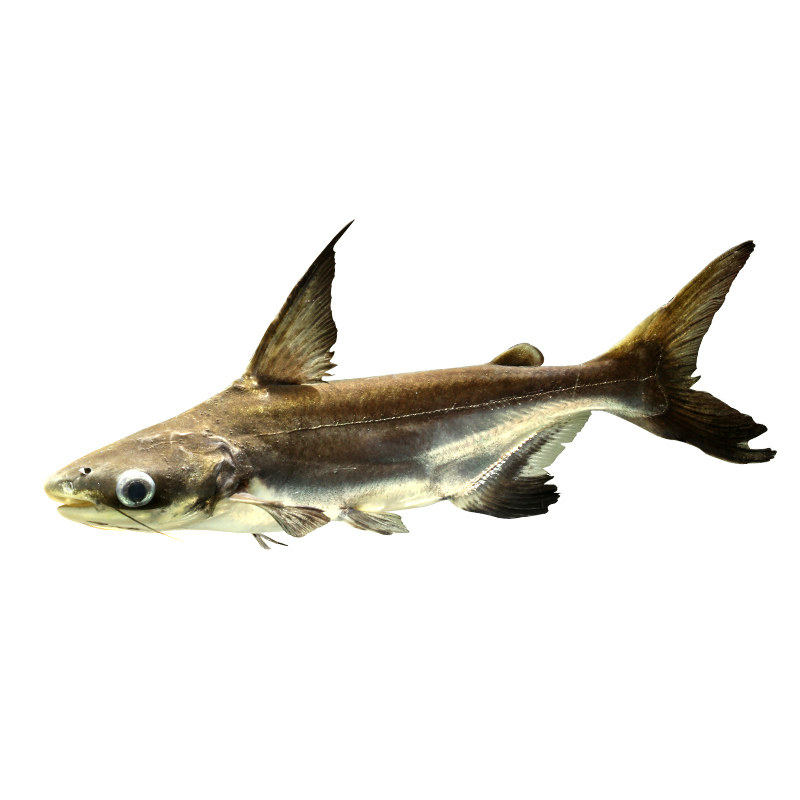 特价促销成吉思汗鲨鱼高鳍斧虎头鲨淡水大白鲨蓝鲨球鲨观赏鱼包活