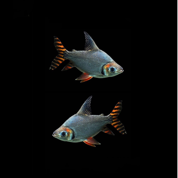 飞凤活体直纹金凤银凤龙鱼配鱼热带观赏鱼垃圾鱼