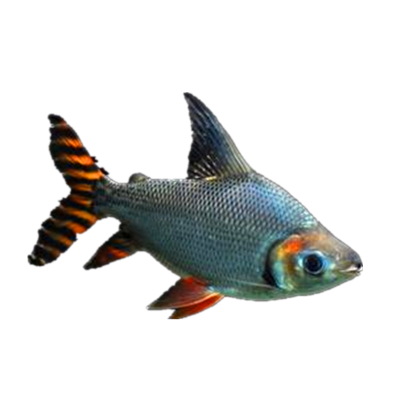 飞凤活体直纹金凤银凤龙鱼配鱼热带观赏鱼垃圾鱼