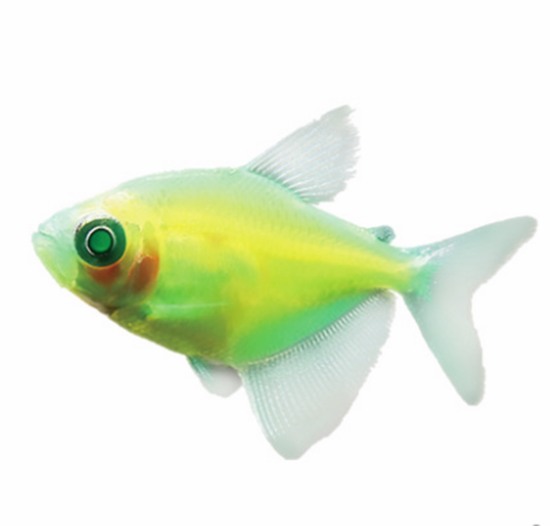 天使鱼青苹果柠檬小型观赏带鱼淡水鱼活体宠物荧光鱼