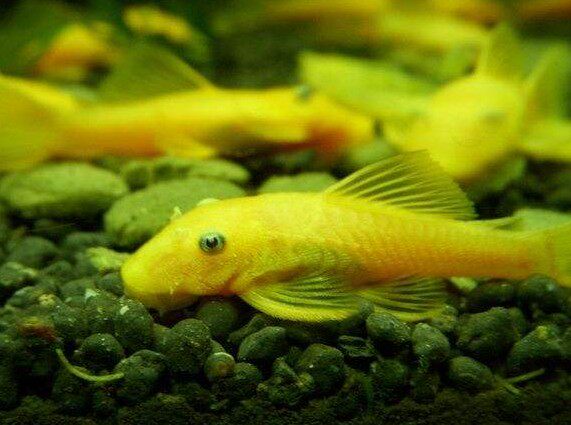 大胡大胡子子鱼热带鱼观赏鱼工具清洁异形高手大帆包鱼