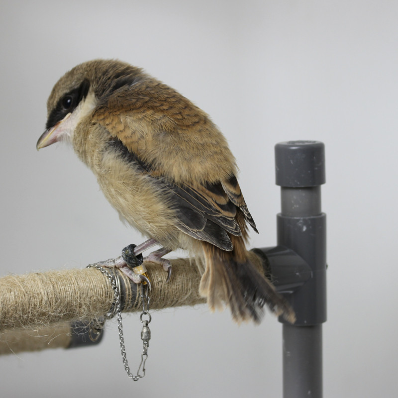 鹦鹉脚环新款伯劳鸟脚套鹩哥八哥鸟脚环护腿不伤脚其他