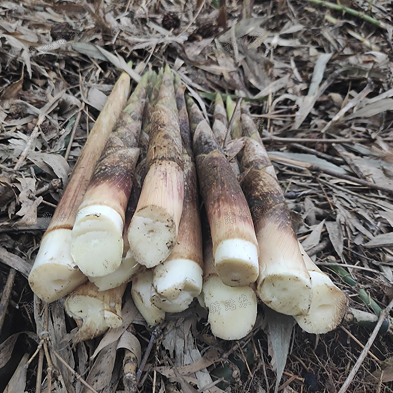 竹笋重庆四川新鲜现挖笋尖野生农家八月冬笋竹笋