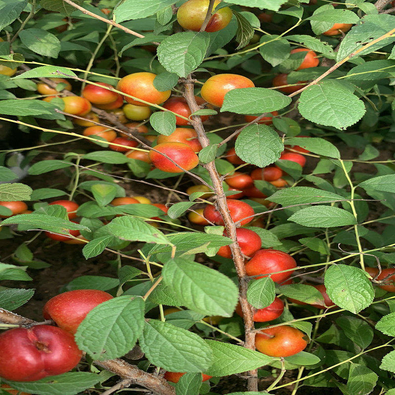 地直欧李钙果辽宁产地发欧粒儿山梅子鲜果基地李子