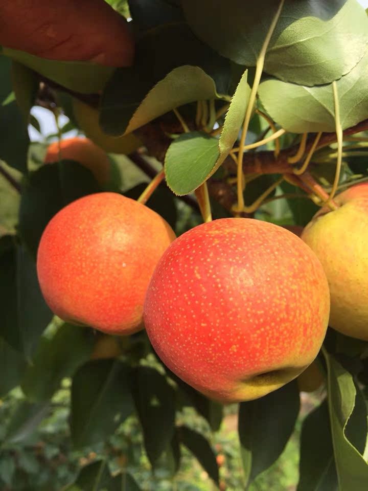 正宗鞍山山南果梨海城南国东北产地地直供酒梨