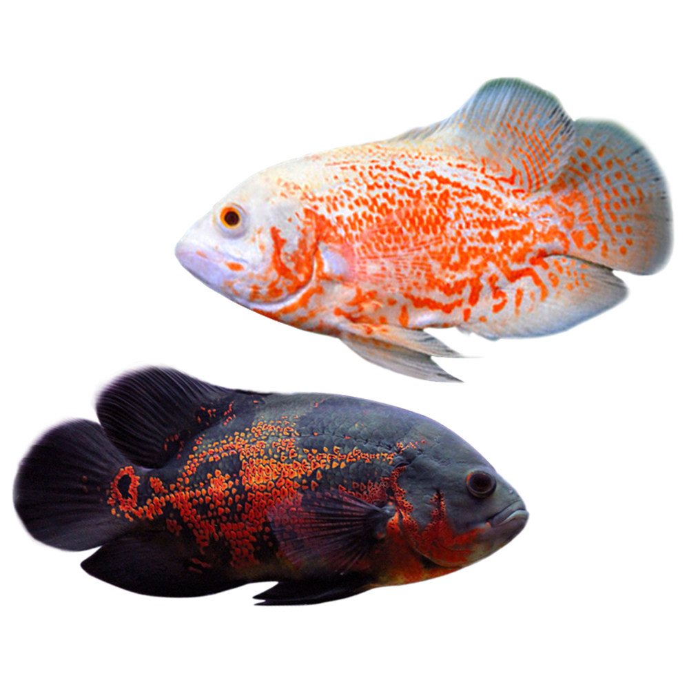 黑白白地图鱼活鱼热带中大型观赏鱼水族宠物野生鱼