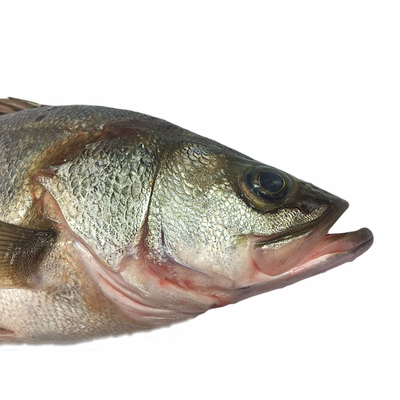 鲈鱼鲜活冷冻星海鱼花鲈鱼海青岛海鲜水产400500g其它