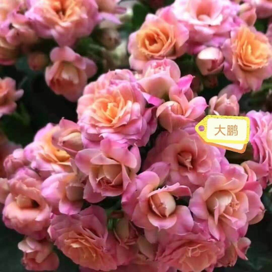 花苞长寿花带超级女神盆栽重瓣四季开花新品时令草本花卉