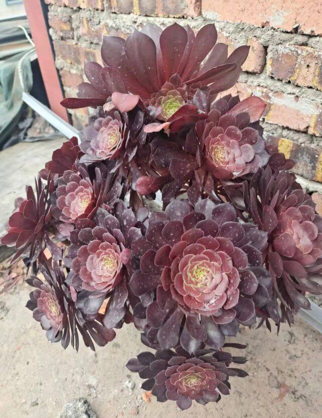 法师小轩红铜花状多肉植物盆栽绿植一物一拍多肉植物