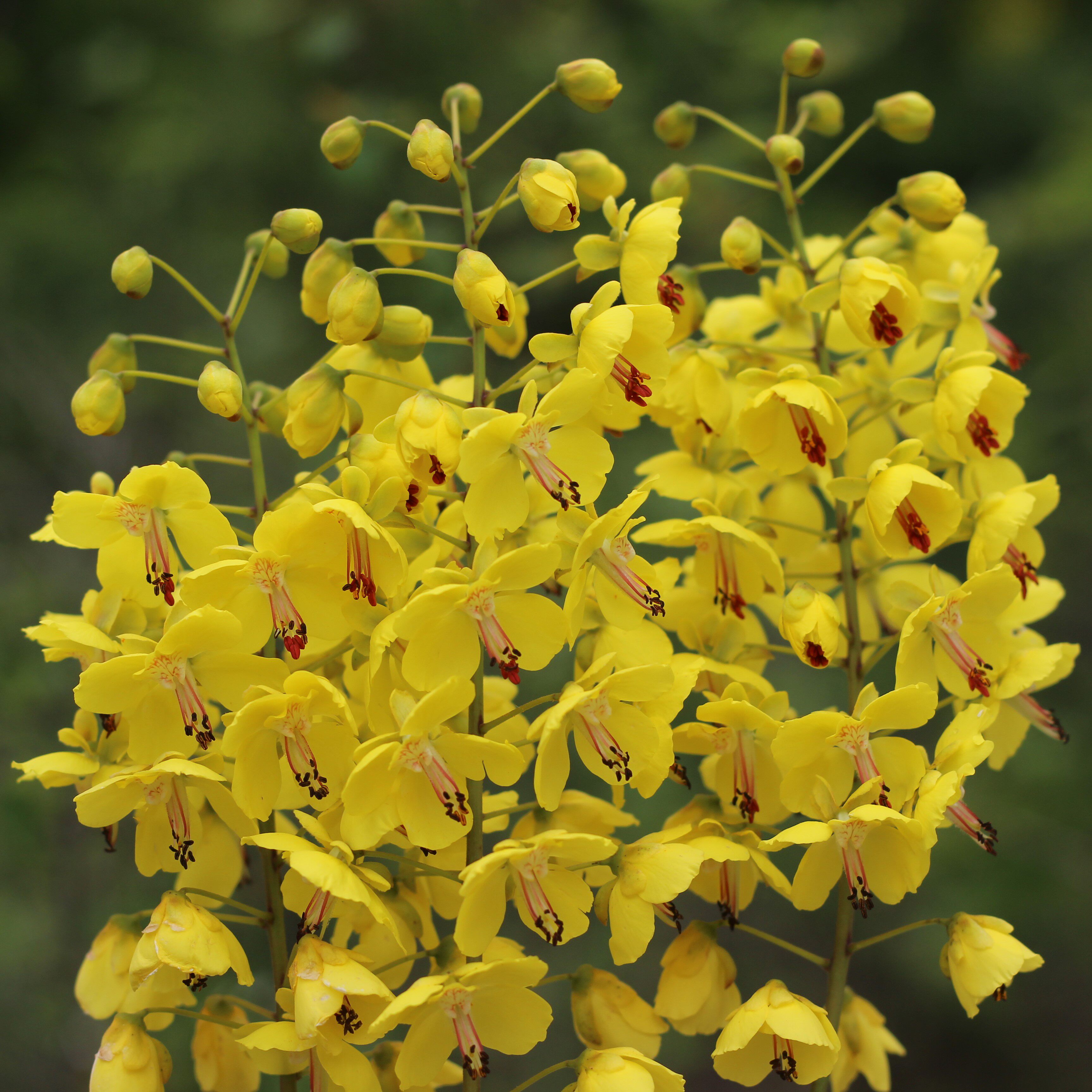 树苗米虫倒钩钩刺苗云实苗盆栽盆景绿植