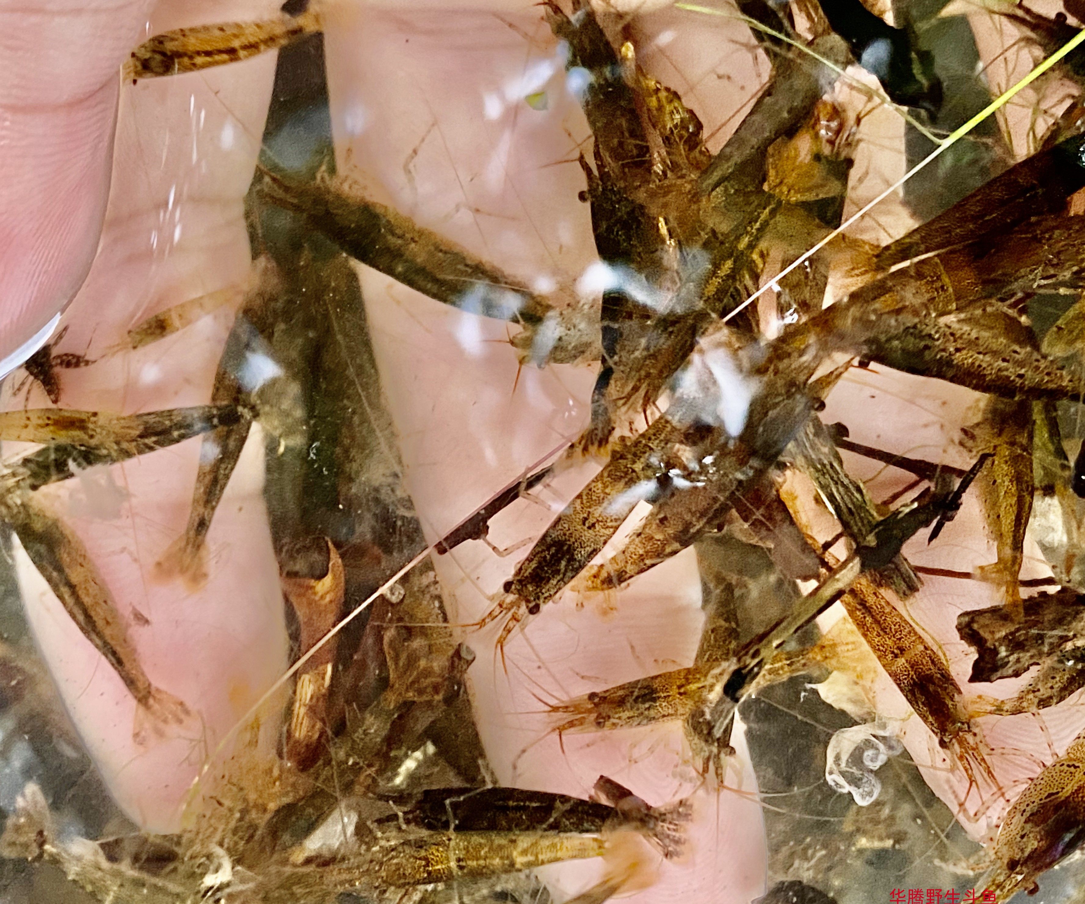 活体原生态山坑黒壳虾观赏淡水水草清洁杂质工具水草