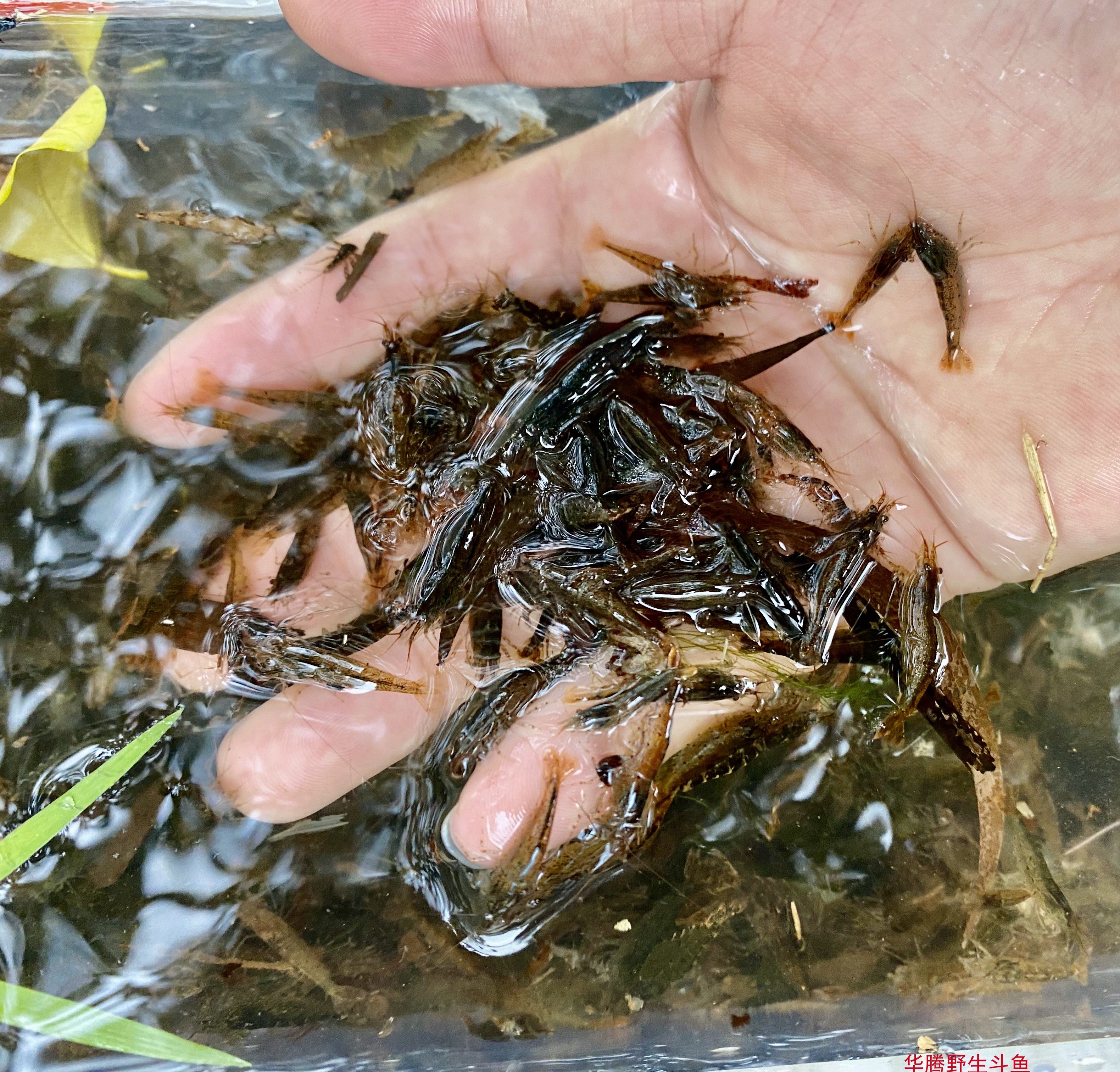 活体原生态山坑黒壳虾观赏淡水水草清洁杂质工具水草