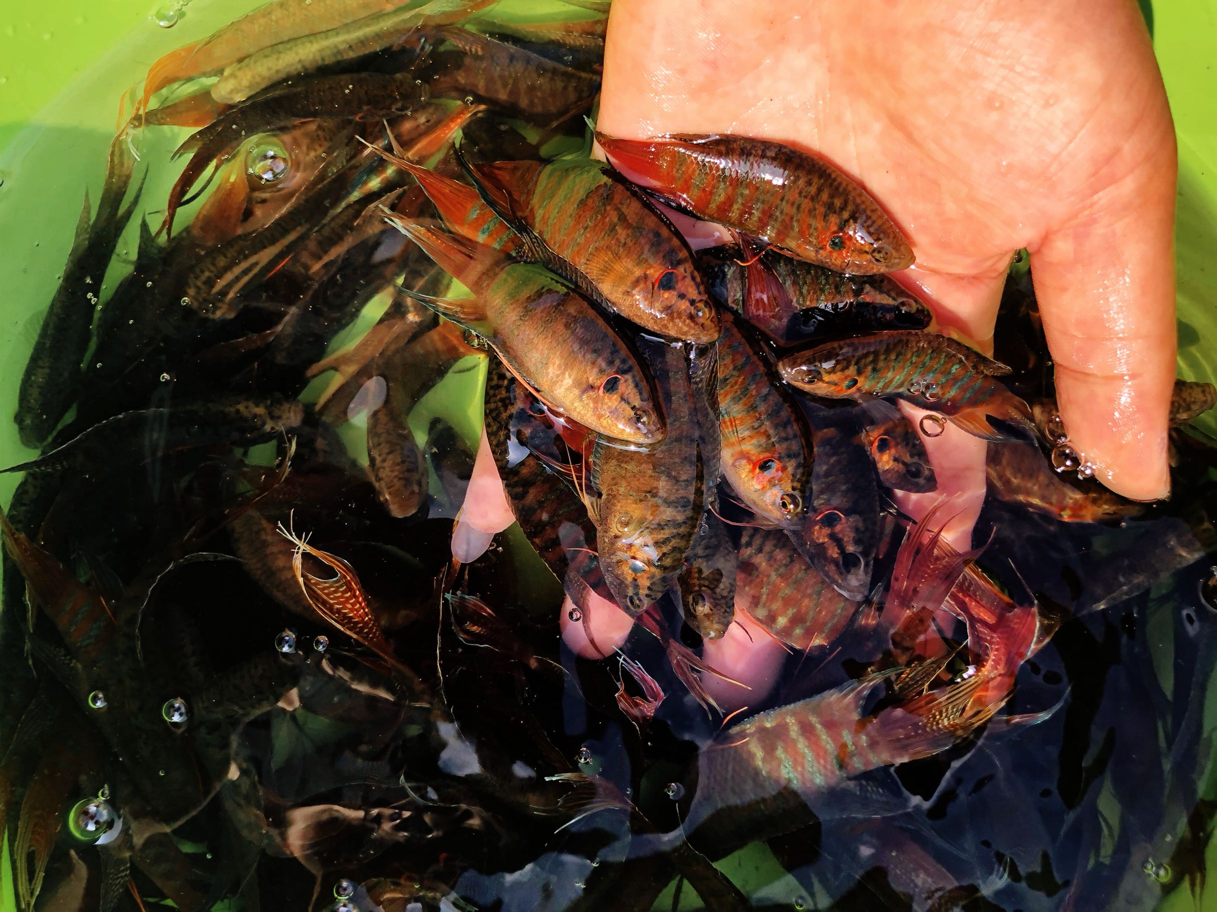 中国斗鱼活鱼国斗野生普叉菩萨观赏鱼小型淡水鱼