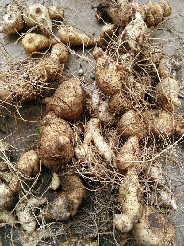 黄精九华山67年野生制黄九蒸九晒中药材熟黄500克黄精