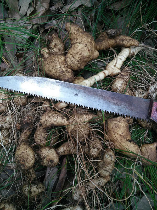黄精九华山67年野生制黄九蒸九晒中药材熟黄500克黄精