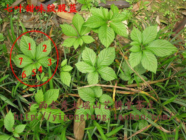 包邮广西金秀大瑶山绞股蓝龙须2019七叶新茶野生养生茶150g非平利