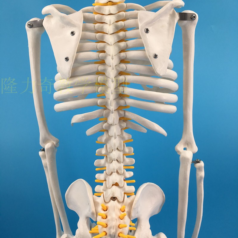 首页 痛风淘宝      人体脊柱模型1:1成人正骨练习脊椎模型颈椎腰椎