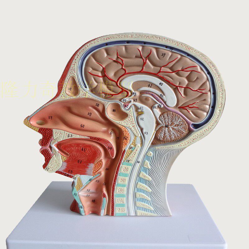 模型解剖头部矢状断层头颈颈部耳鼻喉科大脑浅表其他模型玩具
