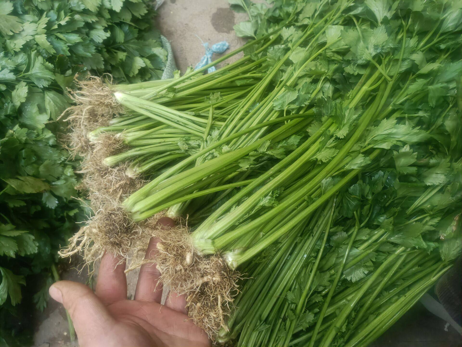 芹菜根 现挖新鲜蔬菜芹菜根 包邮 无农药去茎叶药食两用菜根烂包赔