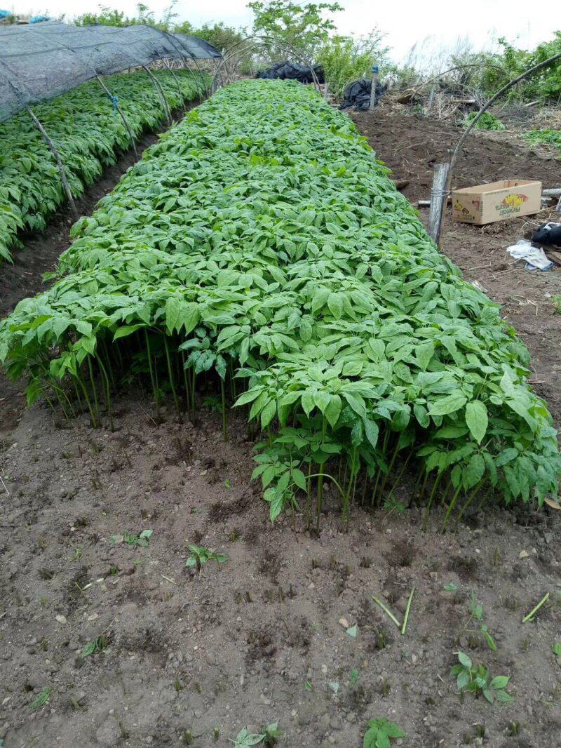 人参长白山泡酒野山鸡汤东北特产吉林林带新鲜人参