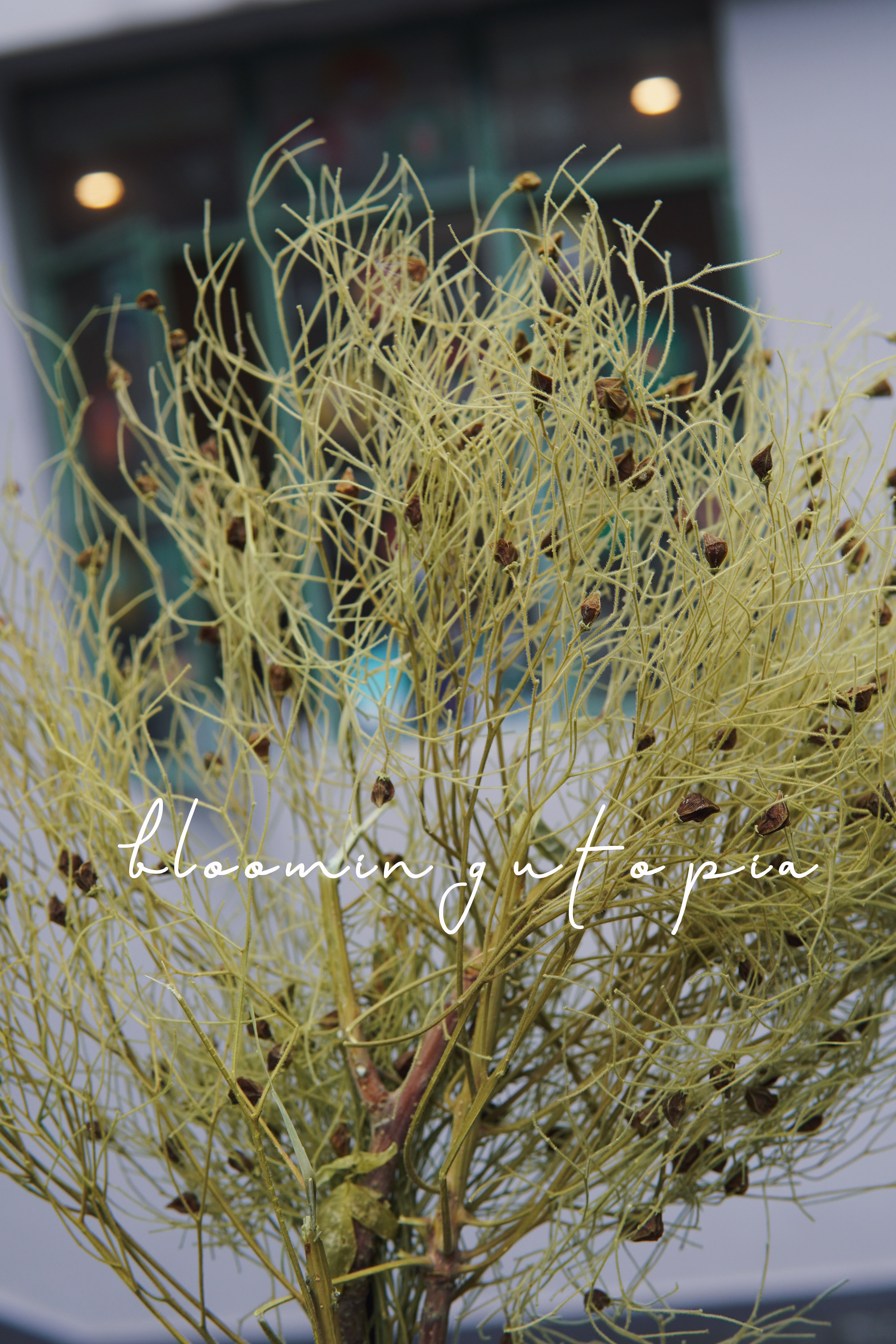 梦幻草龙须草干花花束永生花仙女气质ins北欧干花