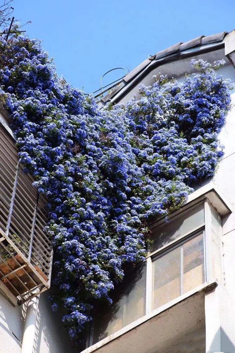 蓝雪花热好植物爬藤阳台庭院花园养花耐热盆栽时令草本花卉