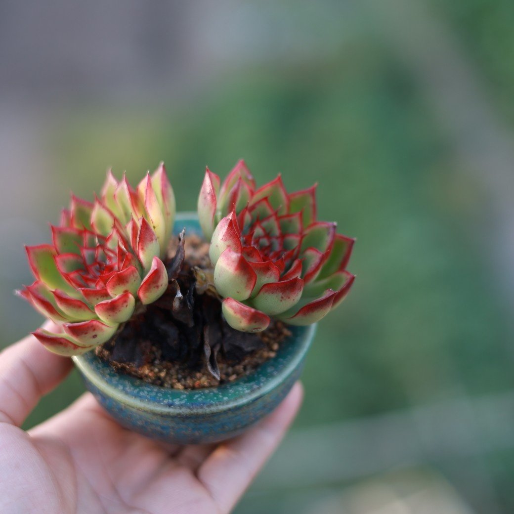 多肉东云杂交年老盆景老桩蘑菇控养桌面植物多肉植物