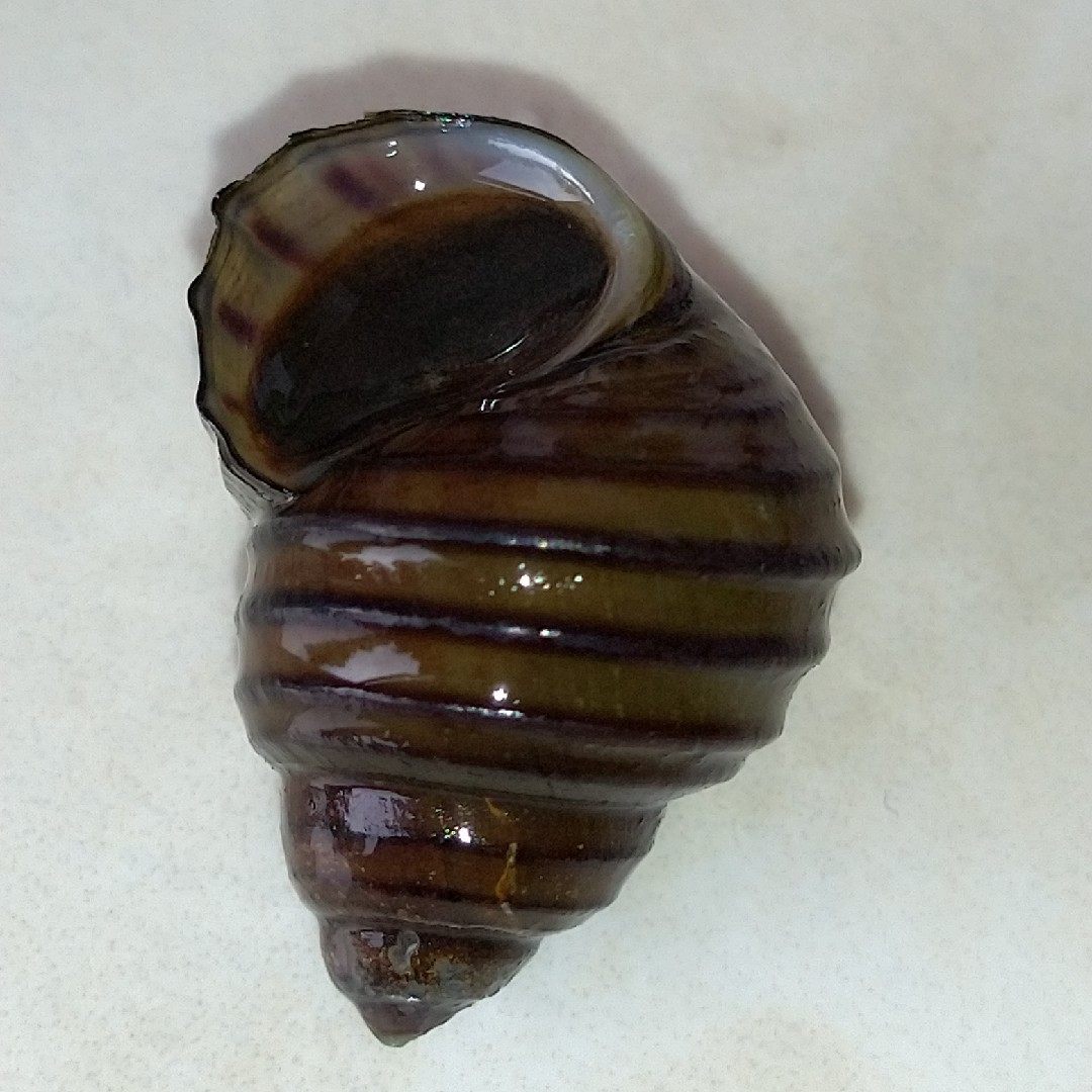 观赏藻螺清洁鱼缸冷水擦缸龙宫螺专吃鱼粪便螺