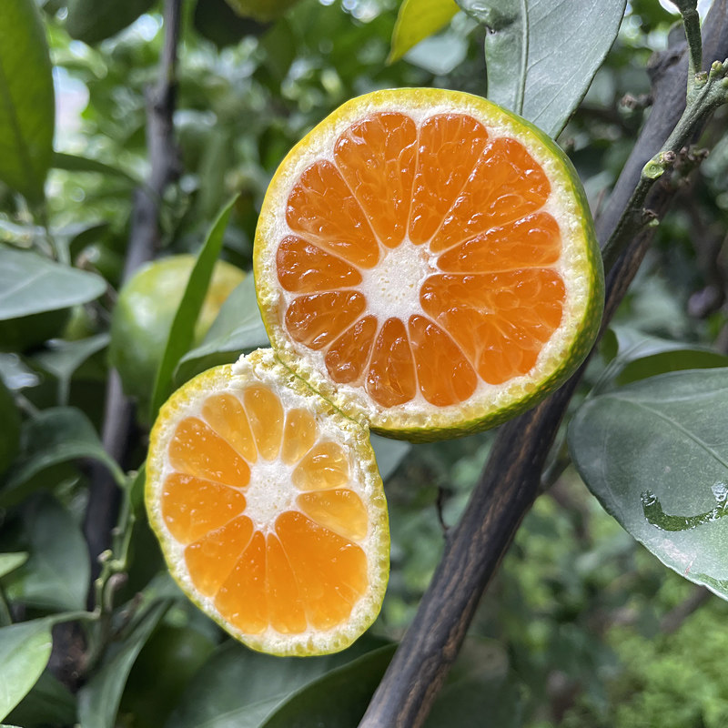 橘子云南青皮新鲜10斤早熟蜜桔桔子酸甜甜味桔子