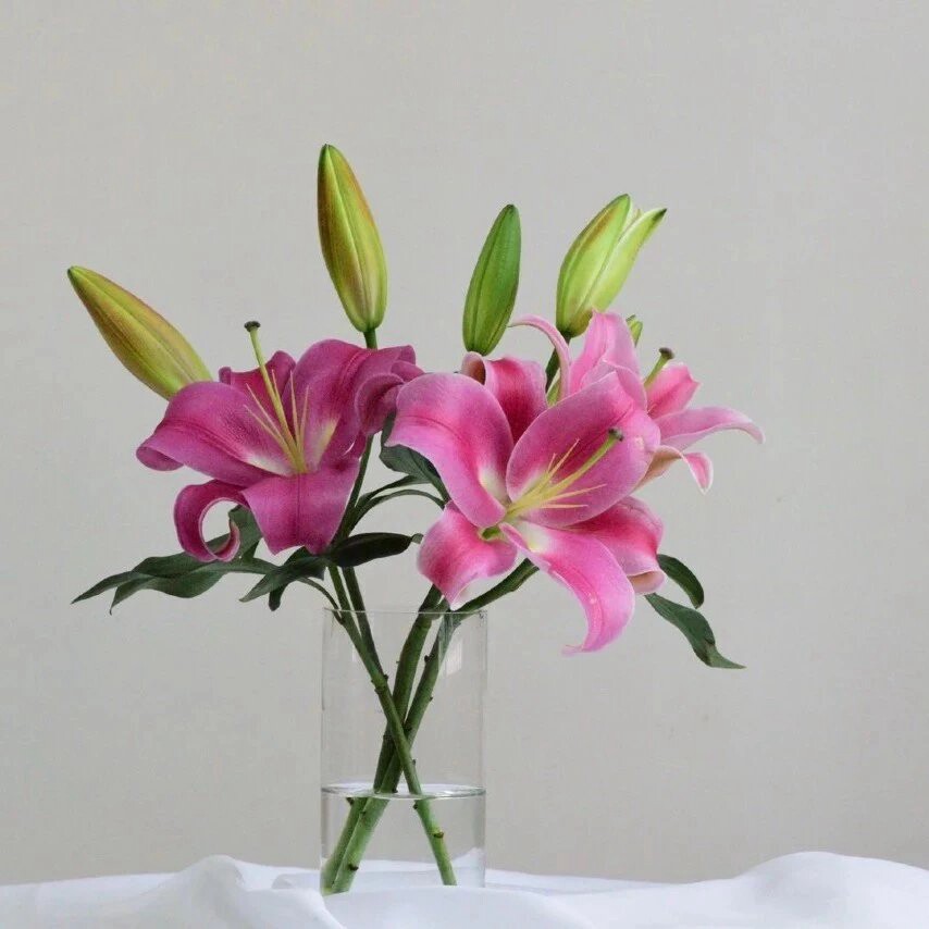 火箭少女小仙女贝尔蒙特星光竞争特红帕拉香水百合时令草本花卉