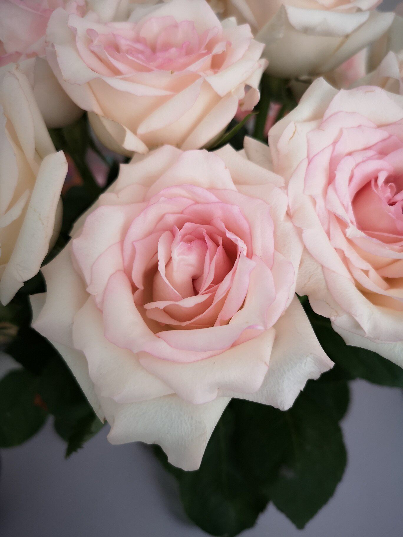 香水女人玫瑰花小白兔新鲜切花芬得拉尼克诚意浓情时令草本花卉