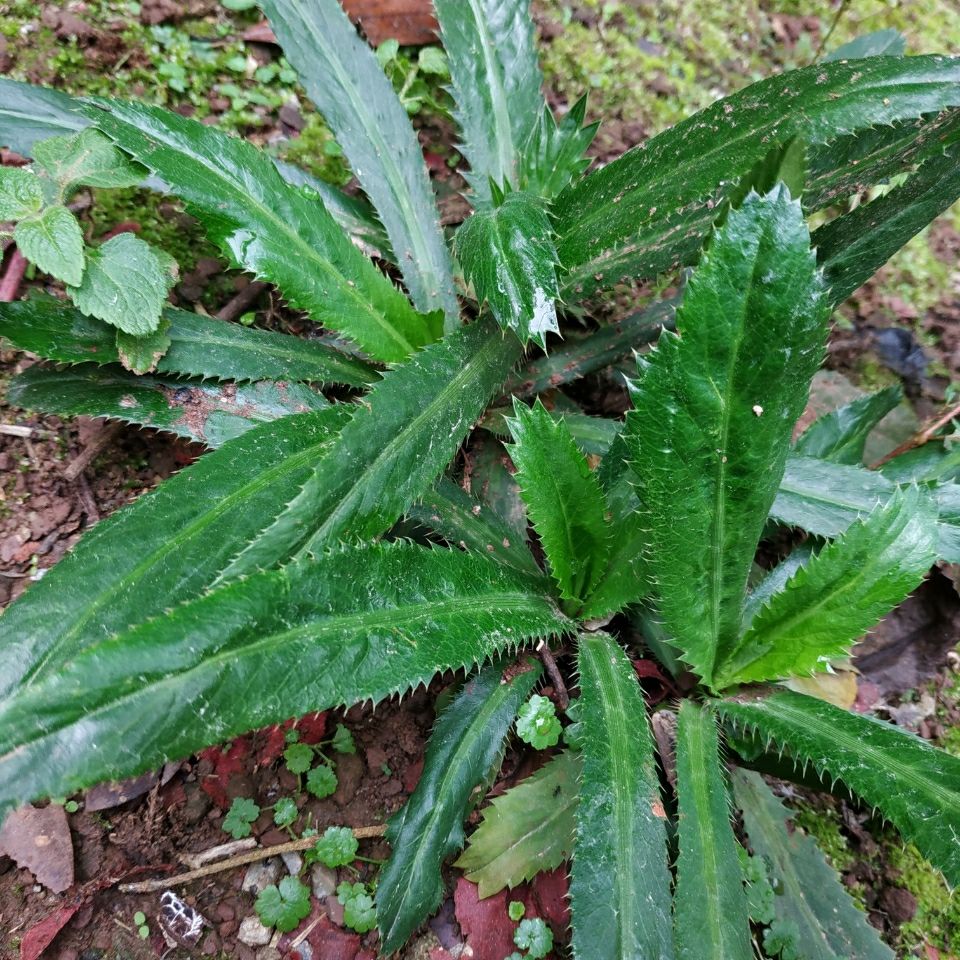 新鲜云南南大香菜山野菜大芫广西盐茜缅甸刺芫叶菜类